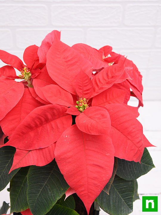Poinsettia Red - 6" Pot