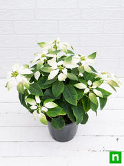 Poinsettia White - 6" Pot