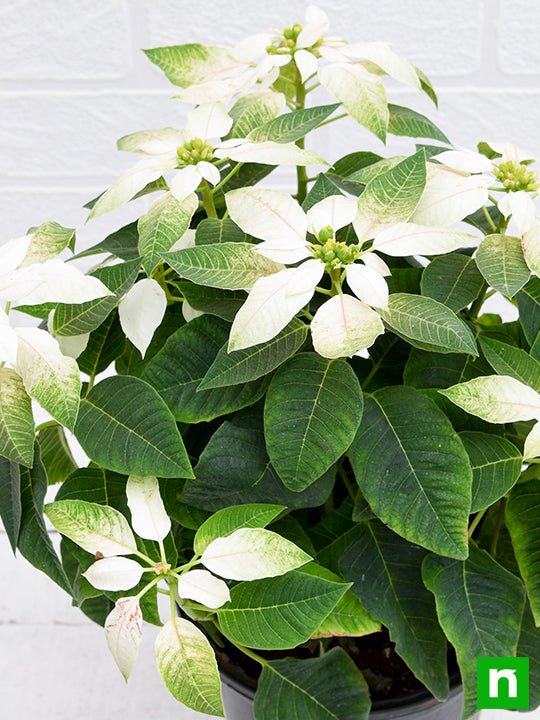 Poinsettia White - 6" Pot