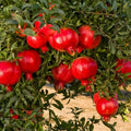 Pomegranate - 6" Grow bag