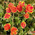 Portulaca 10 O'Clock Variegated - 5" Pot