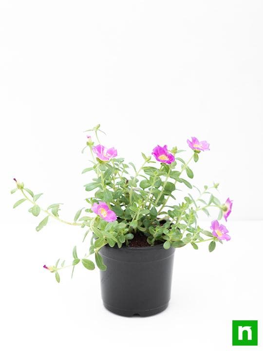 Portulaca 10 O'Clock Pink - 5" Pot
