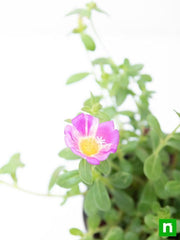 Portulaca 10 O'Clock Pink - 5" Pot