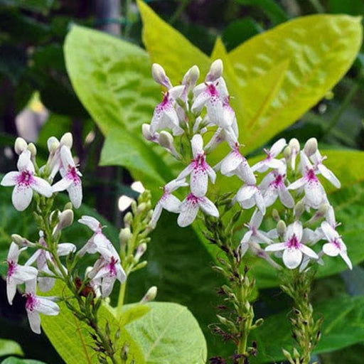 Pseudoeranthemum Reticulatum - 6" Grow bag