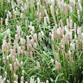 Psyllium, Isabgol - seeds