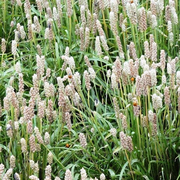 Psyllium, Isabgol - seeds