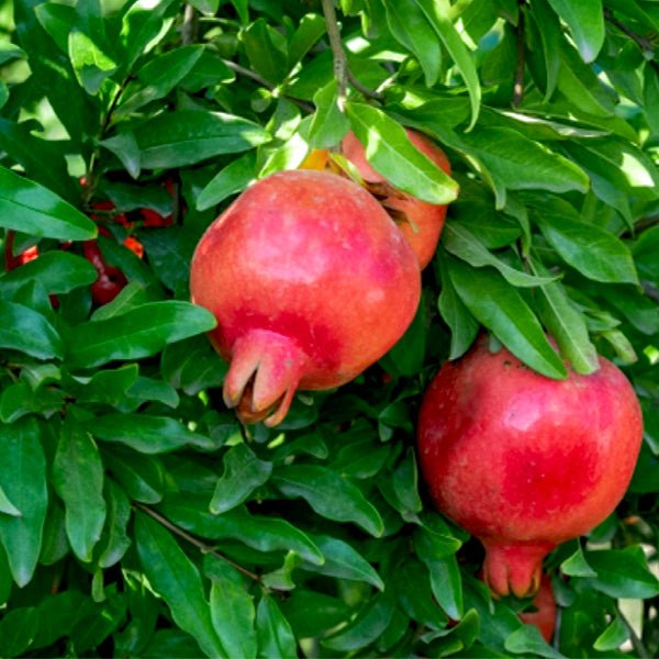 Punica Granatum, Pomegranate, Anar - 0.5 kg Seeds