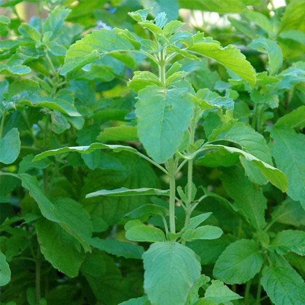 Rama Tulsi - 0.5 kg Seeds