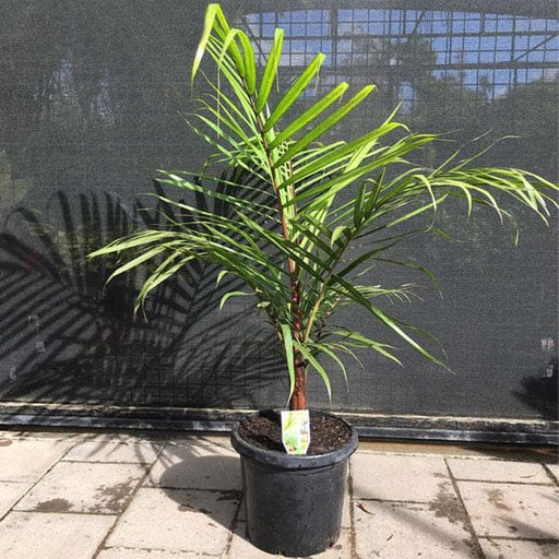 Red Neck Palm - 8" Pot