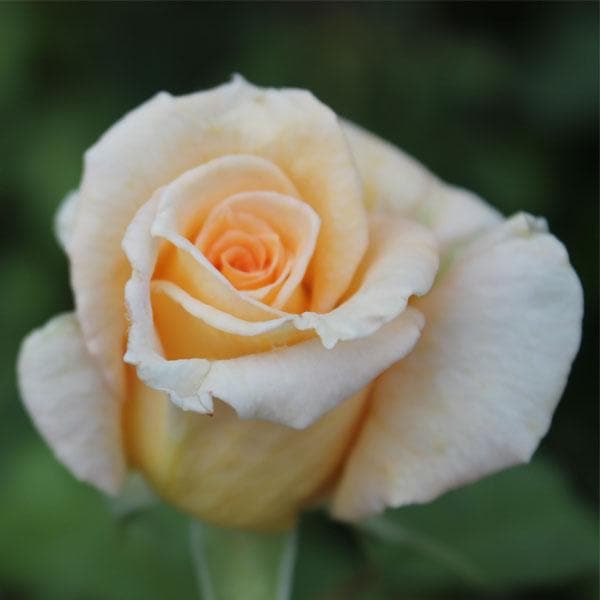 Rose Light Yellow - 10" Grow bag