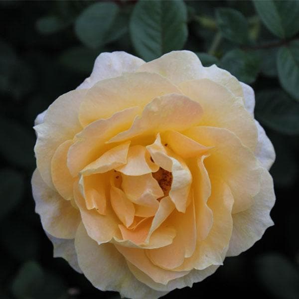 Rose Light Yellow - 10" Grow bag