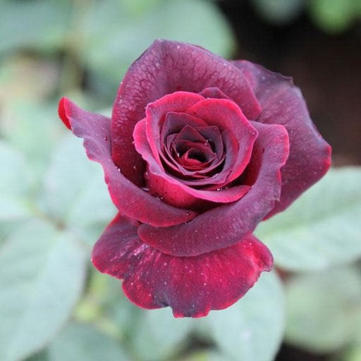 Rose Maroon - 8" Pot