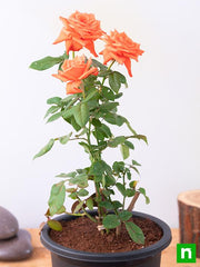 Rose Orange - 8" Pot