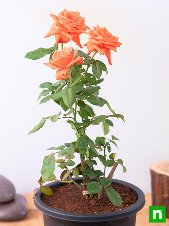 Rose Orange - 8" Pot