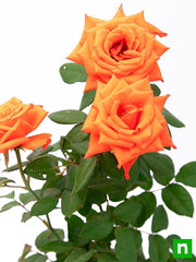Rose Orange - 8" Pot