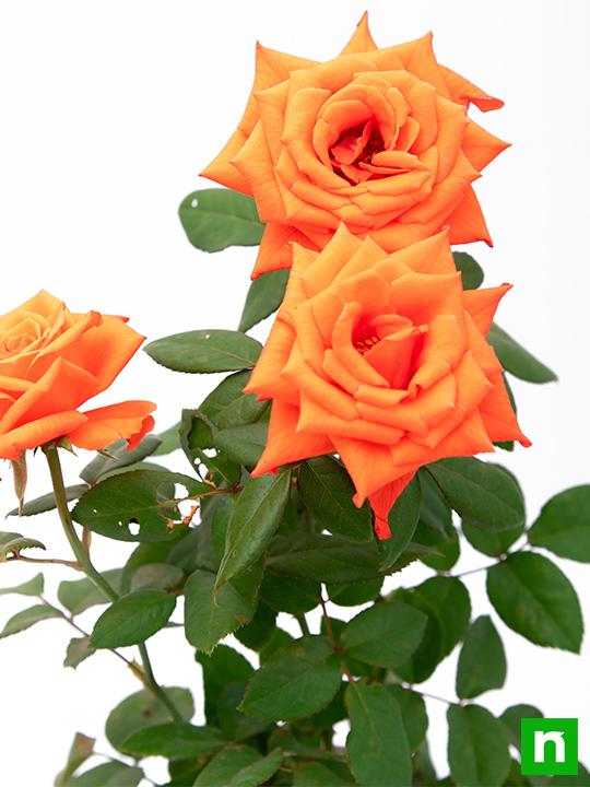 Rose Orange - 8" Pot