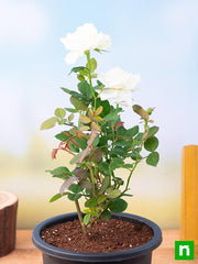 Rose White - 8" Pot