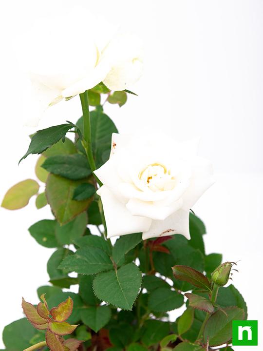 Rose White - 8" Pot