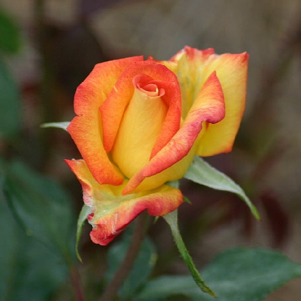 Rose Mixed - 10" Grow bag