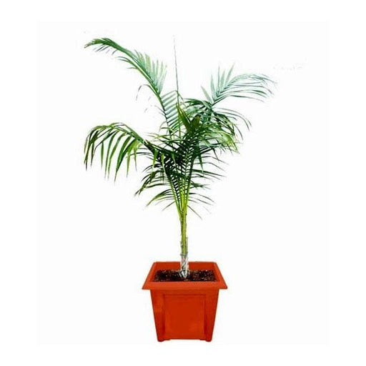 Royal Palm - 10" Grow bag