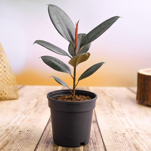 Rubber Plant - 4" Grow bag