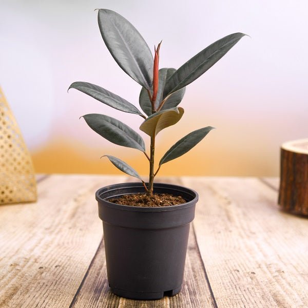 Rubber Plant - 8" Pot