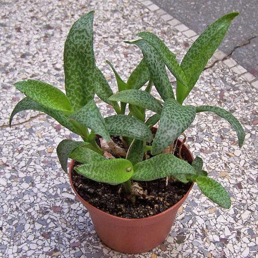 Silver Squill - 3" Pot
