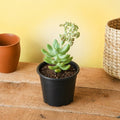 Sedum Adolphii - 3" Pot