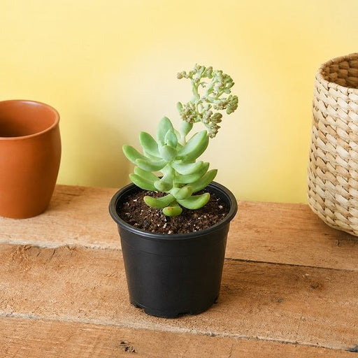 Sedum Adolphii - 3" Pot