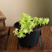 Sedum Angelina - Succulent Golden - 3" Pot