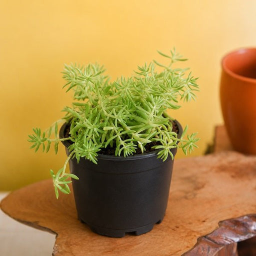 Sedum Angelina - Succulent Green - 3" Pot