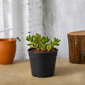 Jelly Bean Plant - 3" Pot