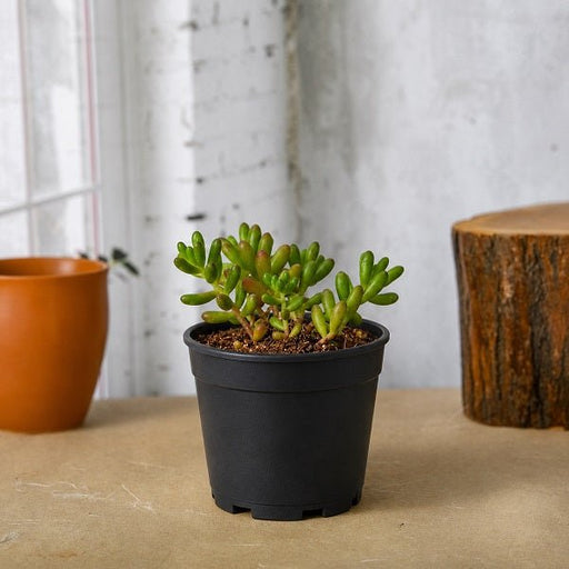 Jelly Bean Plant - 3" Pot
