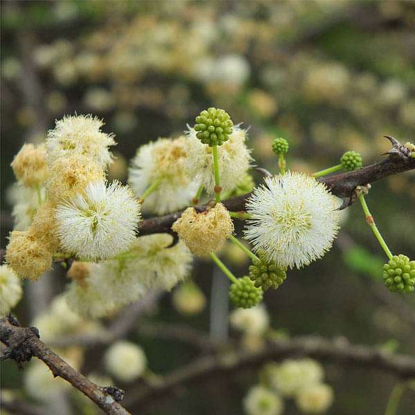 Acacia Planifrons, Umbrella babul - 0.5 kg Seeds
