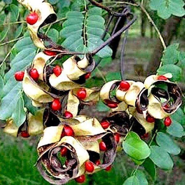 Adenanthera Pavonina, Red Lucky Seeds - 0.5 kg Seeds
