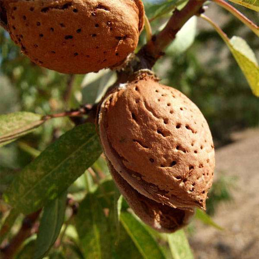 Almond - 6" Grow bag