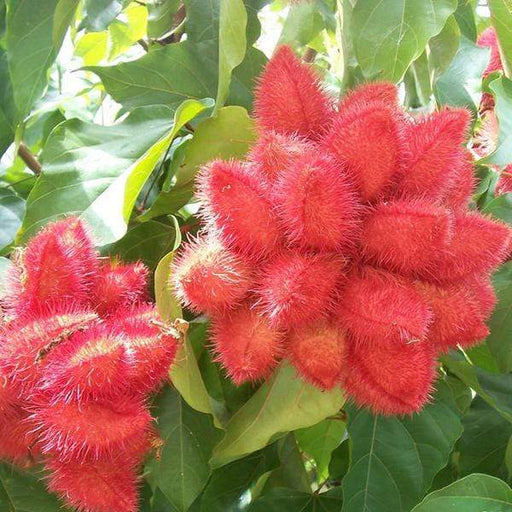Annatto - 10" Grow bag