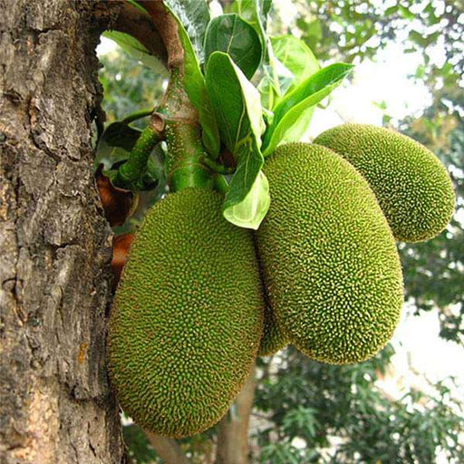 Jackfruit - 10" Grow bag