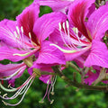 Bauhinia Orchid Lily Pink - 6" Grow bag
