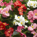 Begonia Semperflorens Mixed Color - Flower Seeds