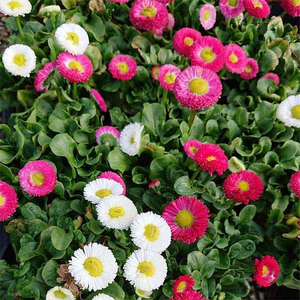 Bellis Perensis, Daisy Mixed Color - Flower Seeds