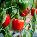 Bellpepper Mini Red Imported - Vegetable Seeds