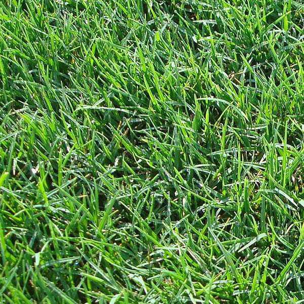 Bermuda Lawn Grass - 0.5 kg Seeds