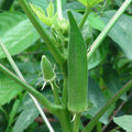 Bhindi, Okra F1 No.3 - Vegetable Seeds