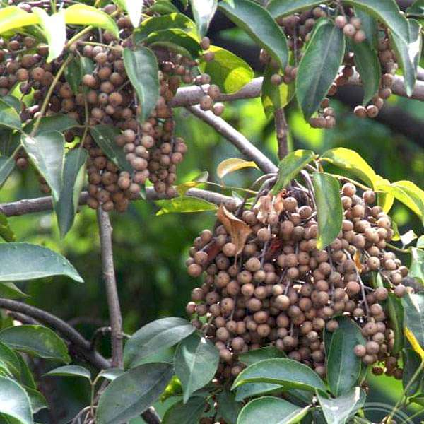 Bischofia Javanica, Bishop wood - 0.5 kg Seeds