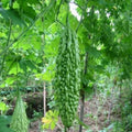Bitter Gourd Chaman - Desi Vegetable Seeds