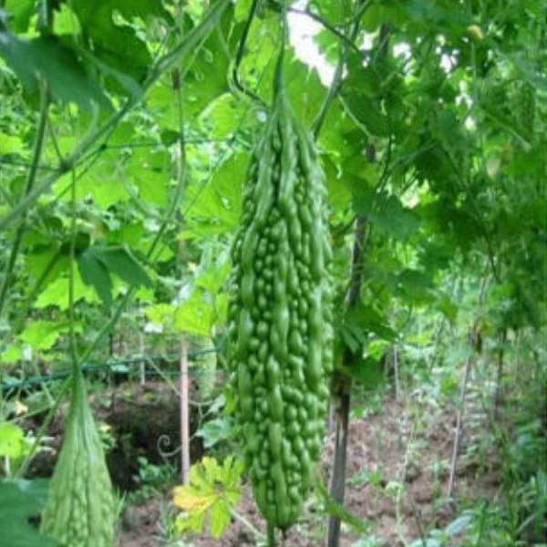 Bitter Gourd Chaman - Desi Vegetable Seeds