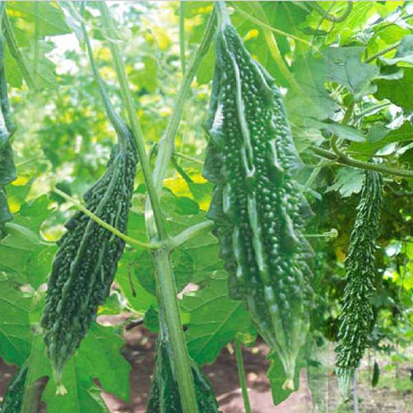 Bitter Gourd F1 Chu-Chu 415 - Vegetable Seeds