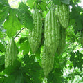 Bitter Gourd F1 Spartan - Vegetable Seeds