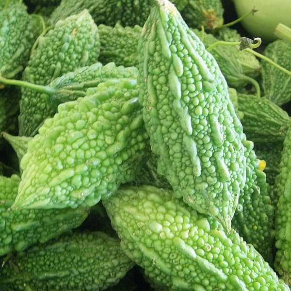 Bitter Gourd Faizabadi - Desi Vegetable Seeds